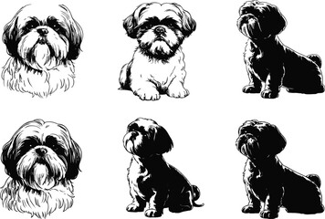Shih Tzu dog illustration set in black and white style, detailed sketch portraits and poses for pet artworks, design and creative projects