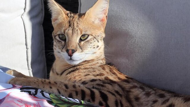 Young Savannah F1 Hp female hybrid cat a cross between a savannah and a serval
