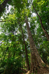 Fototapeta premium Tall tropical trees in a lush rainforest in Koh Lanta, Thailand, on a sunny day.