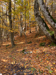 Tranquil autumn forest path with colorful foliage in sunlit woodland