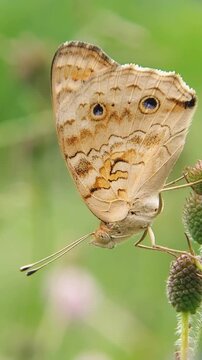 Junonia almana Butterfly Perches Quietly, 4K Slow Motion Macro Video