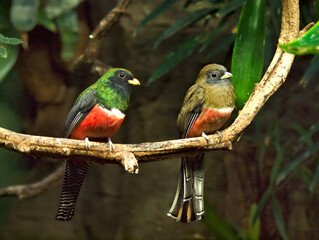 trogon pair