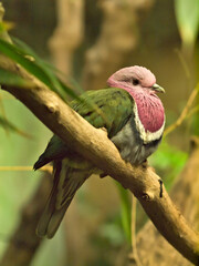 pink-headed fruit dove