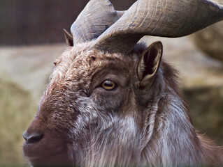 bukharan markhor