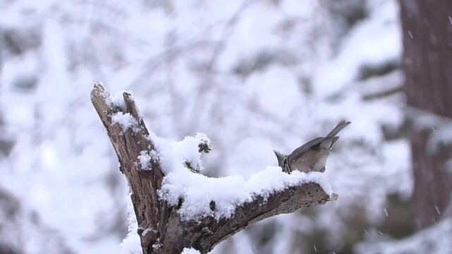 Cincia dal ciuffo sotto la nevicata &ndash; Crested tit in snowfall &ndash; Lophophanes cristatus