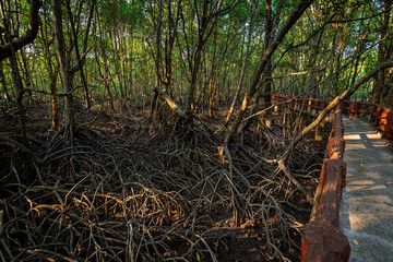 Krabi Urban Forest Walkway - elevated footpath in the mangrove forest in Krabi Town, Thailand on a sunny day.