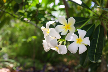 Close-up of white plumeria (frangipani) flowers with soft yellow centers, blooming in natural sunlight. Lush green background with gentle bokeh creates a tropical, serene and fresh atmosphere