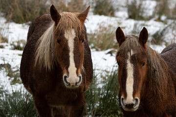 Obraz premium Horses in winter in a frozen pasture.