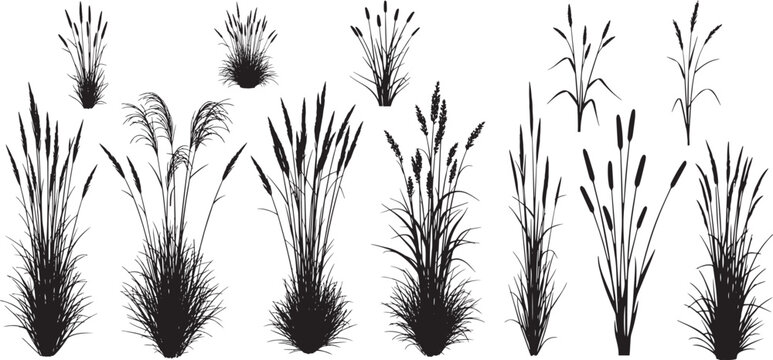 Wild grass silhouette vector set, different varieties of marsh grass, cattails, and reeds for natural landscaping design.