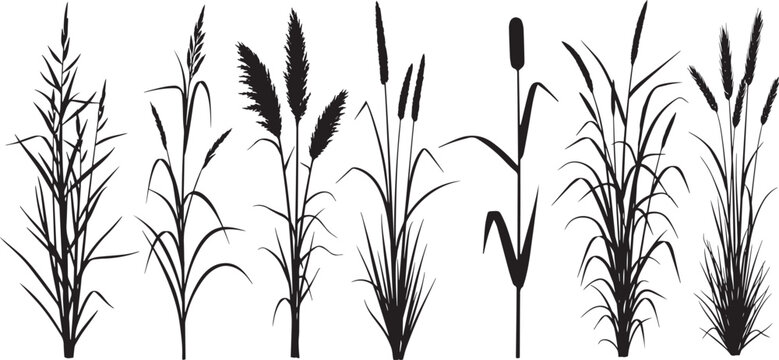 Big cattail and reed marsh grass silhouettes set, various wetland plants and long stems with seeds, detailed natural water plant vector set