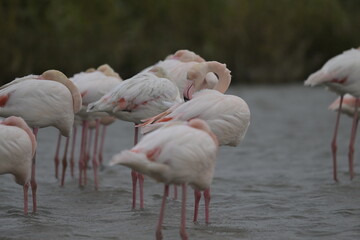 flamingos on water surface