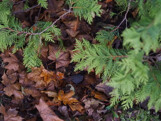 Liście i zielona gałązka tui.
