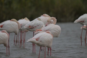 flamingos on water surface