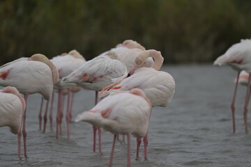 flamingos on water surface