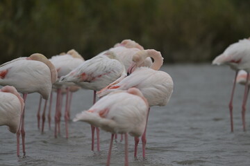 flamingos on water surface