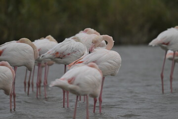 flamingos on water surface