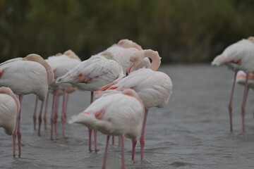 flamingos on water surface