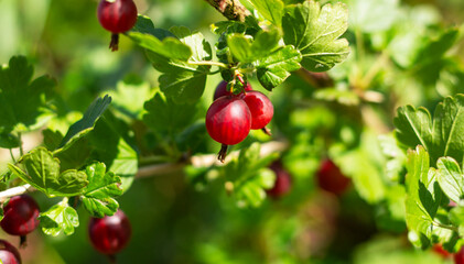Red gooseberries on a branch. Ripe gooseberries hanging on a branch before harvest.