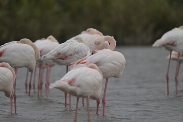 flamingos on water surface