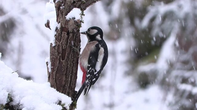 Greater spotted woodpecker(Dendrocopos major) Picchio rosso maggiore	