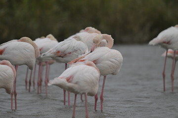 flamingos on water surface