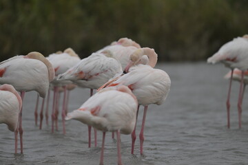 flamingos on water surface