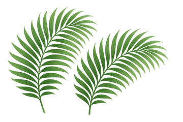 Fototapeta premium Two green palm leaves showing tropical foliage and natural freshness, creating a vibrant exotic plant illustration