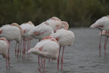 flamingos on water surface