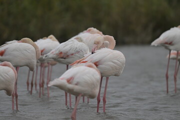 flamingos on water surface