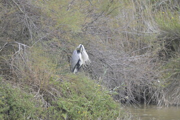 flamingos on water surface