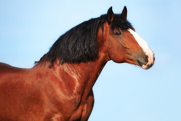 Vladimir stallion Vakhtan
