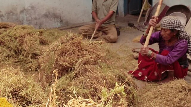 An elderly woman and man stand in front of their Uttarakhand village hut, beating millet with a wooden stick using the traditional rural threshing method, reflecting hard village life in the mountains