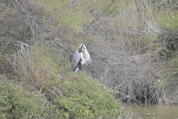 flamingos on water surface