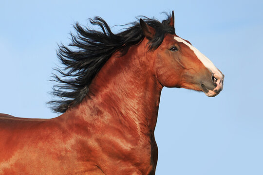 Vladimir stallion Vakhtan