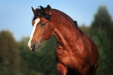 Fototapeta premium Vladimir stallion Vakhtan