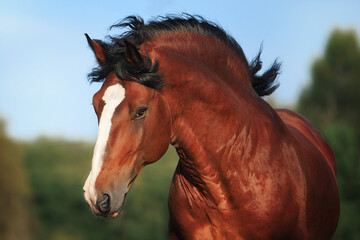 Vladimir stallion Vakhtan