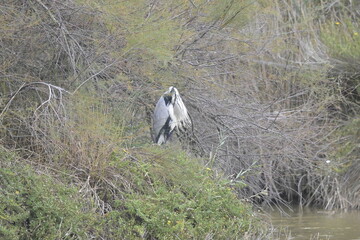 flamingos on water surface