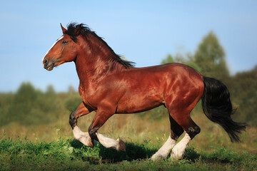 Vladimir stallion Vakhtan