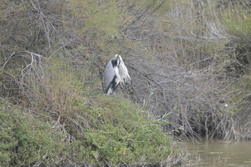 flamingos on water surface
