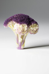 Macro shot of a purple cauliflower floret (Brassica oleracea) on a clean white background, highlighting its vibrant color, texture, and Sicilian variety.