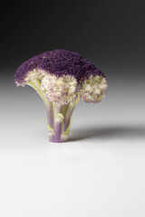 Macro shot of a purple cauliflower floret (Brassica oleracea) on a clean white background, highlighting its vibrant color, texture, and Sicilian variety.