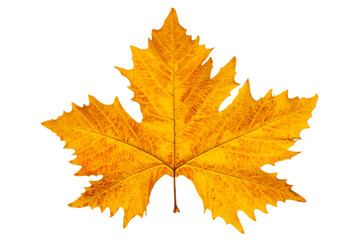 Platan autumn yellow leaf