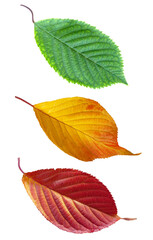Cherry red yellow and green leaf