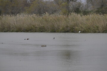 Chroicocephalus ridibundus), in un ambiente acquatico.
