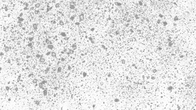 Snowfall. Winter heavy snowflakes. Overlay texture isolated  background PNG transparent