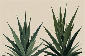 Fototapeta premium aloe vera plant in pot