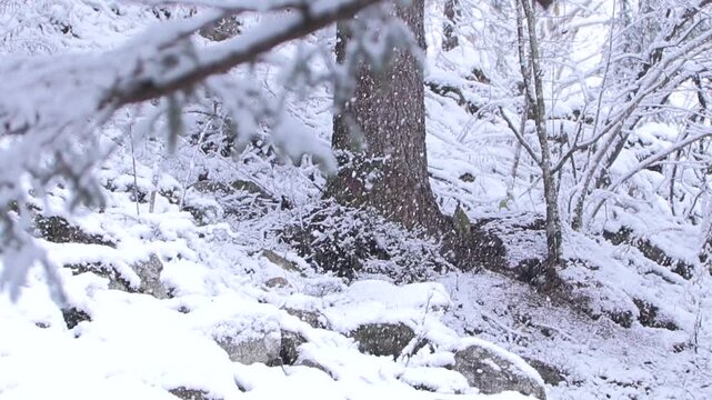 Picchio verde sotto la nevicata mentre caccia formiche rufe &ndash; Green woodpecker in snowfall hunting red wood ants &ndash; Picus viridis
