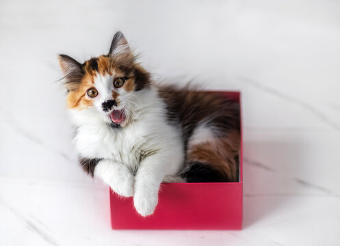 a cute fluffy kitten lies in a red gift box on a white floor and smiles