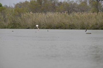 Obraz premium Chroicocephalus ridibundus), in un ambiente acquatico. 