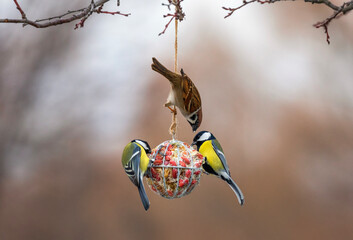hungry birds tits and sparrows fly at the ball of a feeder with nuts in the winter garden © nataba